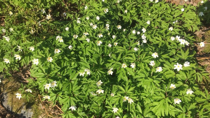 SEO eli hakukoneoptimointi on kiva, mutta vaativa&nbsp;kaveri